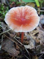 Hygrocybe laeta.